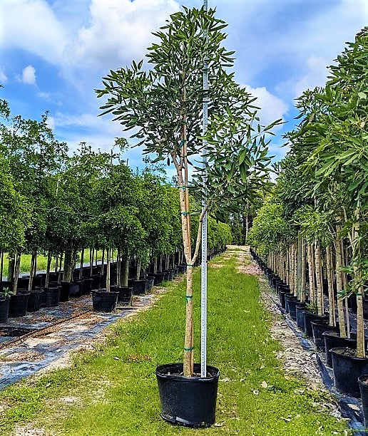Trumpet Tree, Tabebuia pentaphylla, Tabebuia Rosea - www.FOP.ae Buy online Best and Healthy Plants and quality products guarantee in Dubai Plants Shop in Dubai Abu Dhabi all over UAE Plants near me Fresh Plants in Dubai where to buy plants in UAE - FOP.ae