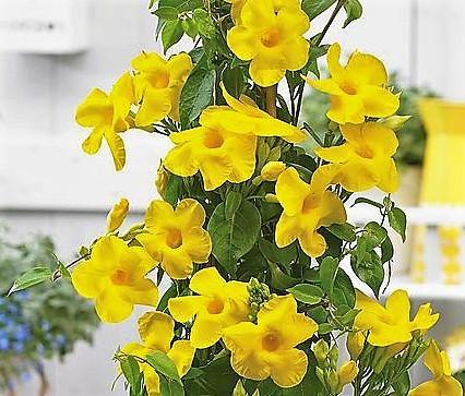 Yellow Bell Climber, Mandevilla Splendens - www.FOP.ae Buy online Best and Healthy Plants and quality products guarantee in Dubai Plants Shop in Dubai Abu Dhabi all over UAE Plants near me Fresh Plants in Dubai where to buy plants in UAE - FOP.ae