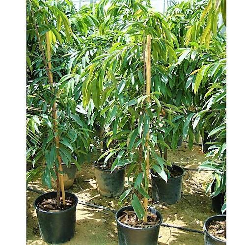 Ficus Amstel Queen - www.FOP.ae Buy online Best and Healthy Plants and quality products guarantee in Dubai Plants Shop in Dubai Abu Dhabi all over UAE Plants near me Fresh Plants in Dubai where to buy plants in UAE - FOP.ae