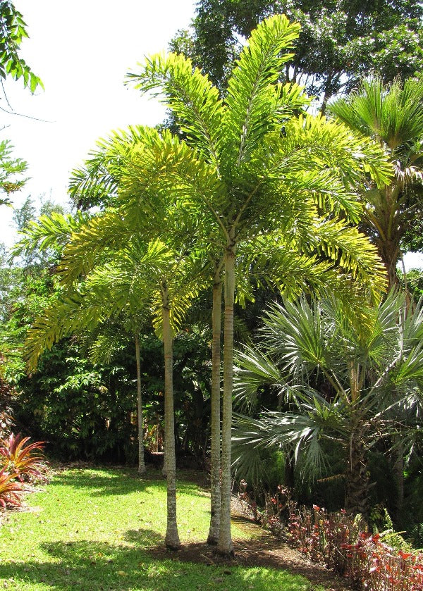 Foxtail Palm, Wodyetia Bifurcata - www.FOP.ae Buy online Best and Healthy Plants and quality products guarantee in Dubai Plants Shop in Dubai Abu Dhabi all over UAE Plants near me Fresh Plants in Dubai where to buy plants in UAE - FOP.ae