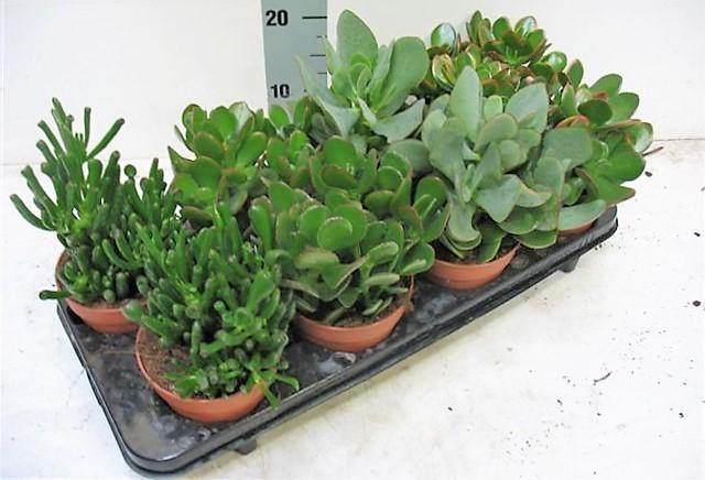 Crassula Mix - www.FOP.ae Buy online Best and Healthy Plants and quality products guarantee in Dubai Plants Shop in Dubai Abu Dhabi all over UAE Plants near me Fresh Plants in Dubai where to buy plants in UAE - FOP.ae