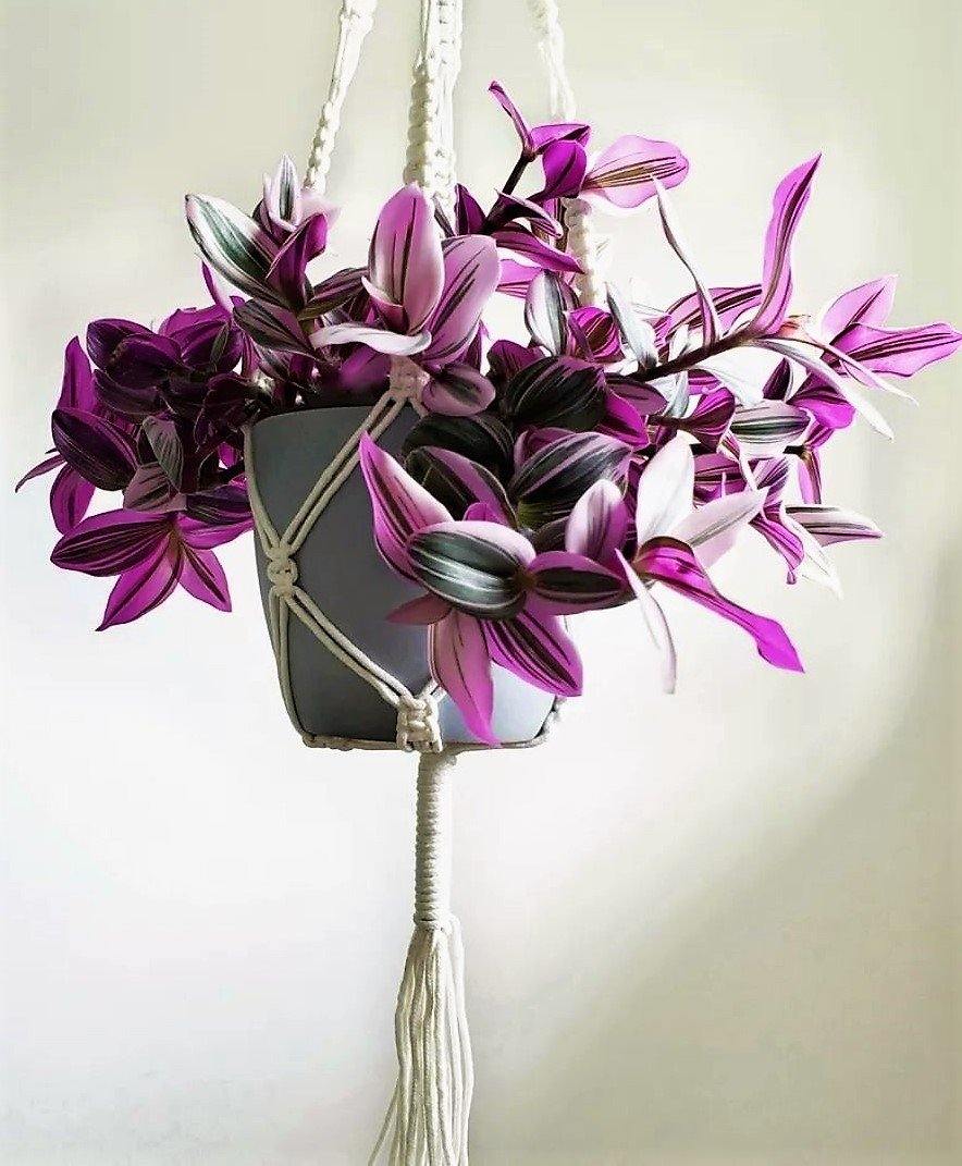 Fantasy Venice, Tradescantia Nanouk - www.FOP.ae Buy online Best and Healthy Plants and quality products guarantee in Dubai Plants Shop in Dubai Abu Dhabi all over UAE Plants near me Fresh Plants in Dubai where to buy plants in UAE - FOP.ae