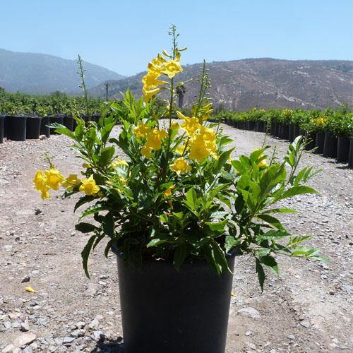 Yellow Bells, Tecoma Stans - www.FOP.ae Buy online Best and Healthy Plants and quality products guarantee in Dubai Plants Shop in Dubai Abu Dhabi all over UAE Plants near me Fresh Plants in Dubai where to buy plants in UAE - FOP.ae