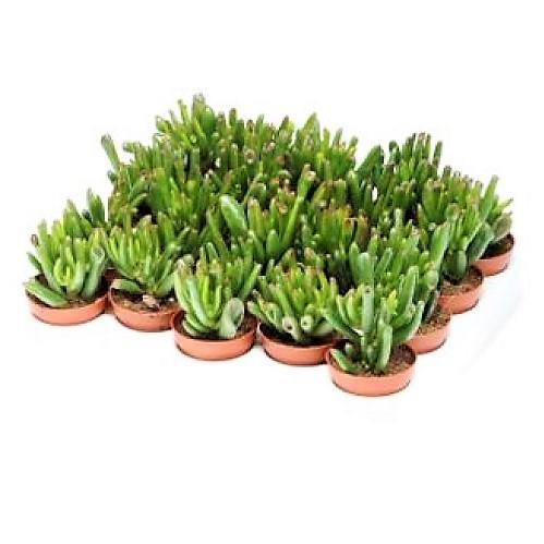 Crassula Ovata, Hobbit - www.FOP.ae Buy online Best and Healthy Plants and quality products guarantee in Dubai Plants Shop in Dubai Abu Dhabi all over UAE Plants near me Fresh Plants in Dubai where to buy plants in UAE - FOP.ae