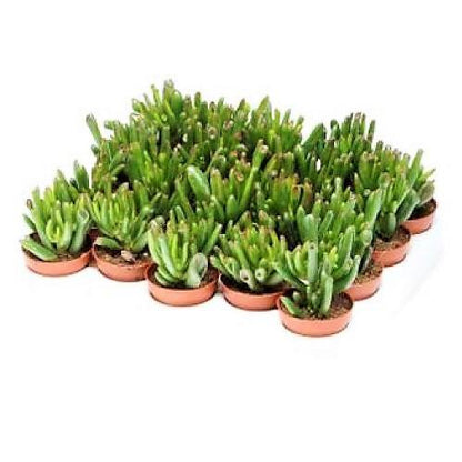 Crassula Ovata, Hobbit - www.FOP.ae Buy online Best and Healthy Plants and quality products guarantee in Dubai Plants Shop in Dubai Abu Dhabi all over UAE Plants near me Fresh Plants in Dubai where to buy plants in UAE - FOP.ae