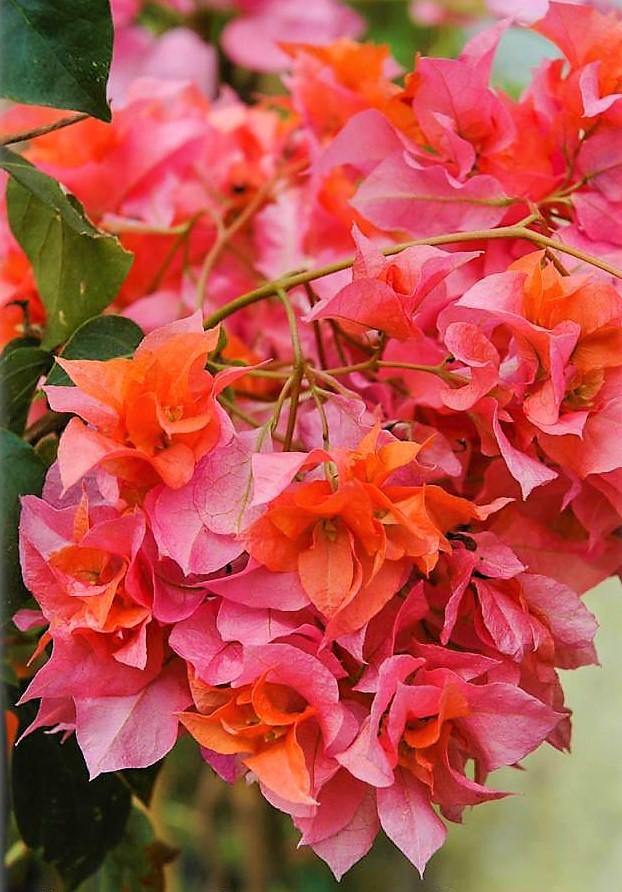 Bougainvillea Spectabilis Orange - www.FOP.ae Buy online Best and Healthy Plants and quality products guarantee in Dubai Plants Shop in Dubai Abu Dhabi all over UAE Plants near me Fresh Plants in Dubai where to buy plants in UAE - FOP.ae