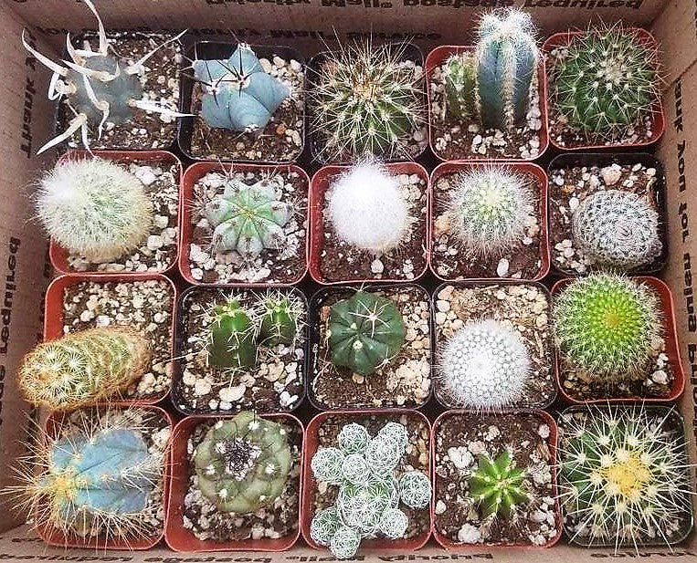 Ornamental Cactus Small - www.FOP.ae Buy online Best and Healthy Plants and quality products guarantee in Dubai Plants Shop in Dubai Abu Dhabi all over UAE Plants near me Fresh Plants in Dubai where to buy plants in UAE - FOP.ae