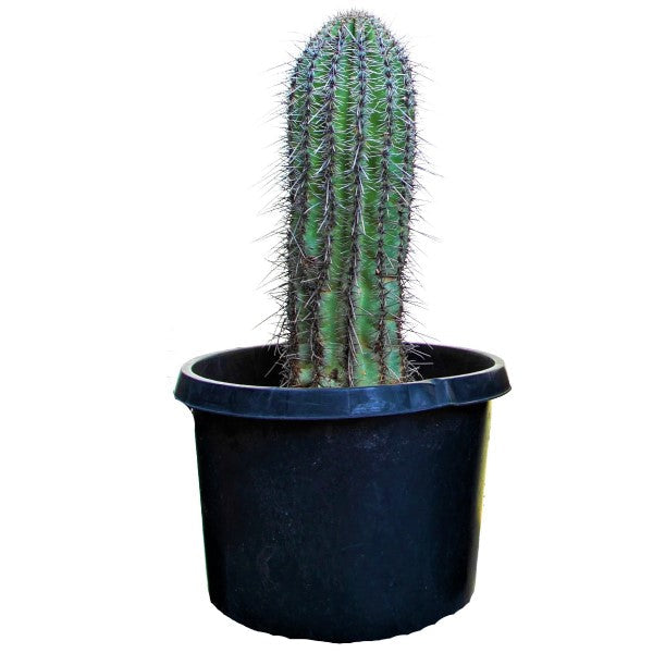 Saguaro Cactus - www.FOP.ae Buy online Best and Healthy Plants and quality products guarantee in Dubai Plants Shop in Dubai Abu Dhabi all over UAE Plants near me Fresh Plants in Dubai where to buy plants in UAE - FOP.ae