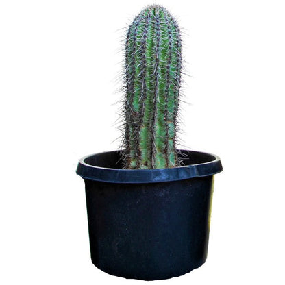 Saguaro Cactus - www.FOP.ae Buy online Best and Healthy Plants and quality products guarantee in Dubai Plants Shop in Dubai Abu Dhabi all over UAE Plants near me Fresh Plants in Dubai where to buy plants in UAE - FOP.ae