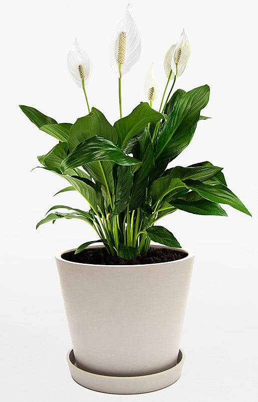 Peace Lily, Spathiphyllum - www.FOP.ae Buy online Best and Healthy Plants and quality products guarantee in Dubai Plants Shop in Dubai Abu Dhabi all over UAE Plants near me Fresh Plants in Dubai where to buy plants in UAE - FOP.ae