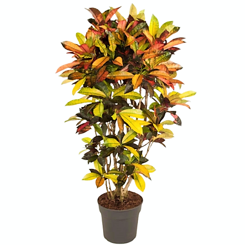 Codiaeum Iceton, Codiaeum Variegatum, Croton - www.FOP.ae Buy online Best and Healthy Plants and quality products guarantee in Dubai Plants Shop in Dubai Abu Dhabi all over UAE Plants near me Fresh Plants in Dubai where to buy plants in UAE - FOP.ae