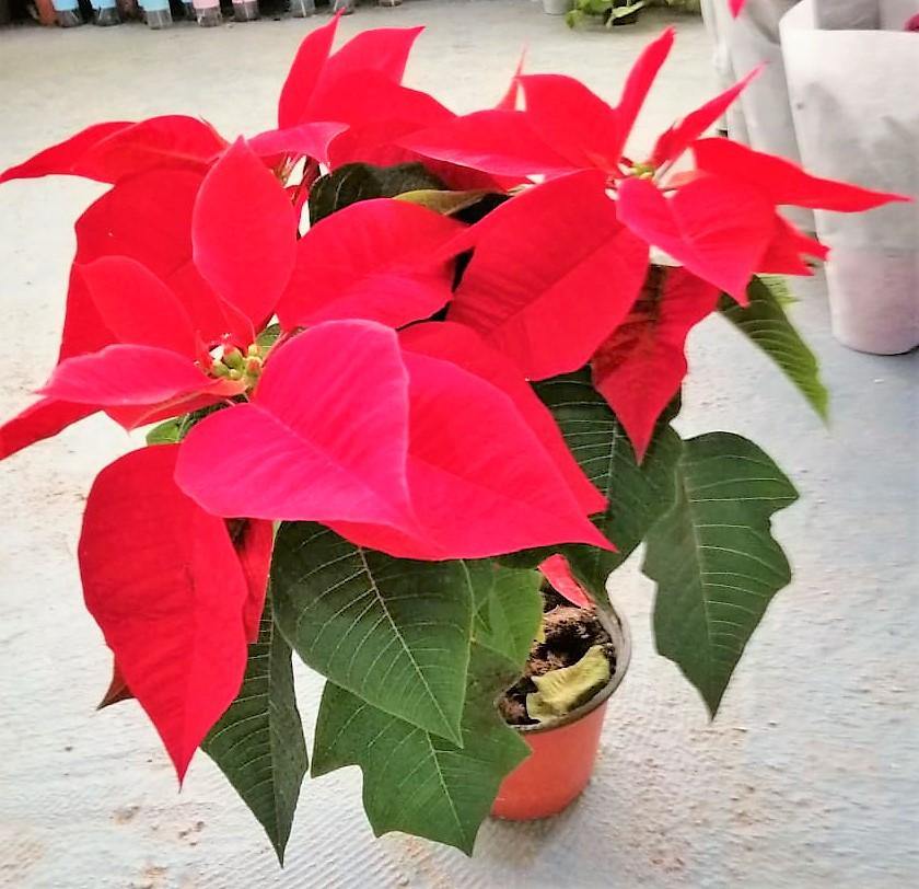 Euphorbia Pulcherrima (Titan Red), Poinsettia - www.FOP.ae Buy online Best and Healthy Plants and quality products guarantee in Dubai Plants Shop in Dubai Abu Dhabi all over UAE Plants near me Fresh Plants in Dubai where to buy plants in UAE - FOP.ae