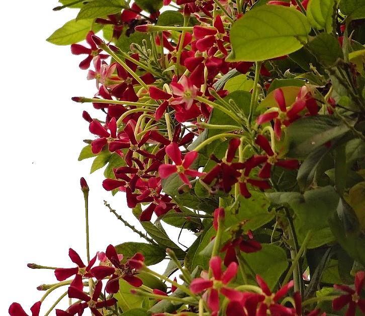 Rangoon Creeper , Quisqualis Indica, Red Jasmine - www.FOP.ae Buy online Best and Healthy Plants and quality products guarantee in Dubai Plants Shop in Dubai Abu Dhabi all over UAE Plants near me Fresh Plants in Dubai where to buy plants in UAE - FOP.ae