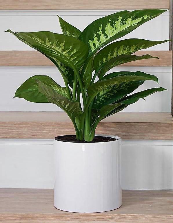 Dieffenbachia Seguine, Tropic Snow - www.FOP.ae Buy online Best and Healthy Plants and quality products guarantee in Dubai Plants Shop in Dubai Abu Dhabi all over UAE Plants near me Fresh Plants in Dubai where to buy plants in UAE - FOP.ae