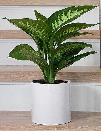 Dieffenbachia Seguine, Tropic Snow - www.FOP.ae Buy online Best and Healthy Plants and quality products guarantee in Dubai Plants Shop in Dubai Abu Dhabi all over UAE Plants near me Fresh Plants in Dubai where to buy plants in UAE - FOP.ae