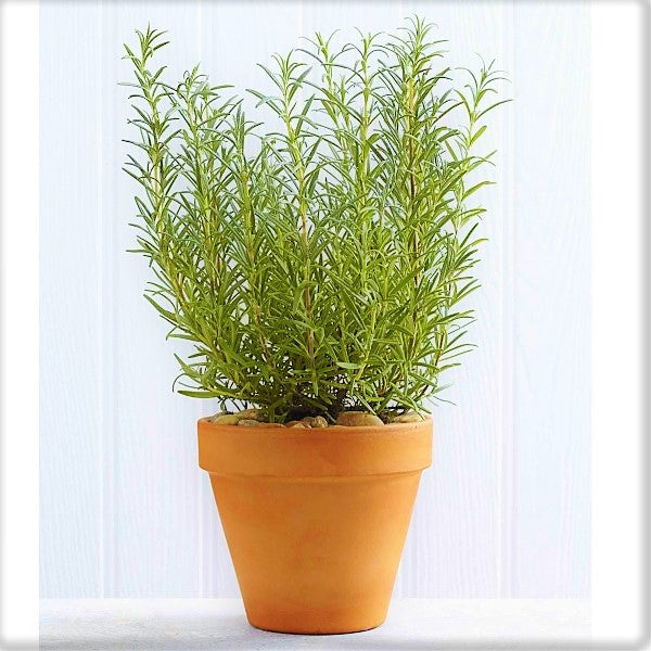 Rosmarinus Officialis, Rosemary Herb Outdoor - www.FOP.ae Buy online Best and Healthy Plants and quality products guarantee in Dubai Plants Shop in Dubai Abu Dhabi all over UAE Plants near me Fresh Plants in Dubai where to buy plants in UAE - FOP.ae