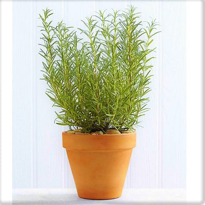 Rosmarinus Officialis, Rosemary Herb Outdoor - www.FOP.ae Buy online Best and Healthy Plants and quality products guarantee in Dubai Plants Shop in Dubai Abu Dhabi all over UAE Plants near me Fresh Plants in Dubai where to buy plants in UAE - FOP.ae