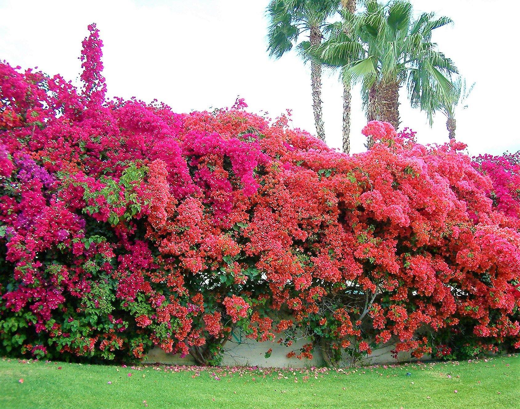 Bougainvillea Rainbow GOLD - www.FOP.ae Buy online Best and Healthy Plants and quality products guarantee in Dubai Plants Shop in Dubai Abu Dhabi all over UAE Plants near me Fresh Plants in Dubai where to buy plants in UAE - FOP.ae