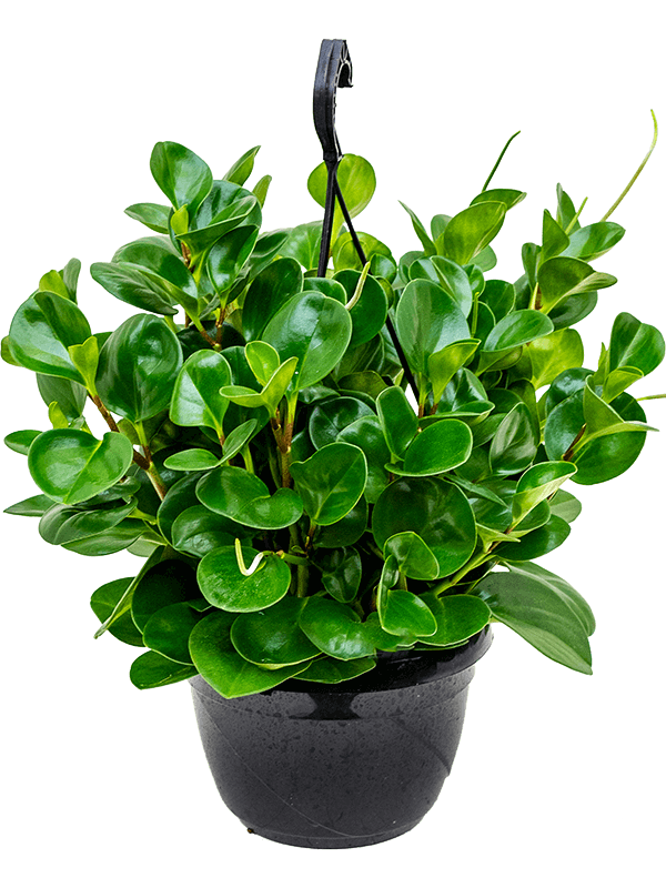 Baby Rubber, Pepper face, Peperomia Obtusifolia - www.FOP.ae Buy online Best and Healthy Plants and quality products guarantee in Dubai Plants Shop in Dubai Abu Dhabi all over UAE Plants near me Fresh Plants in Dubai where to buy plants in UAE - FOP.ae
