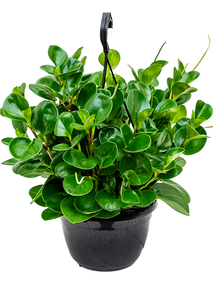 Baby Rubber, Pepper face, Peperomia Obtusifolia - www.FOP.ae Buy online Best and Healthy Plants and quality products guarantee in Dubai Plants Shop in Dubai Abu Dhabi all over UAE Plants near me Fresh Plants in Dubai where to buy plants in UAE - FOP.ae
