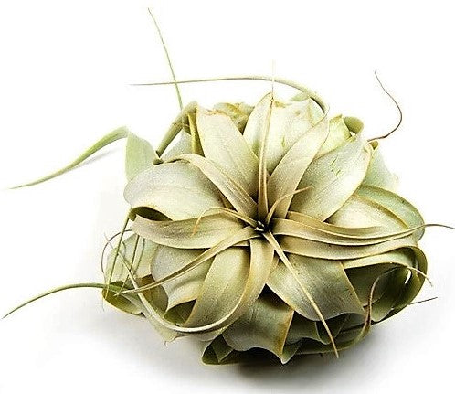 Tillandsia Xerographica - www.FOP.ae Buy online Best and Healthy Plants and quality products guarantee in Dubai Plants Shop in Dubai Abu Dhabi all over UAE Plants near me Fresh Plants in Dubai where to buy plants in UAE - FOP.ae