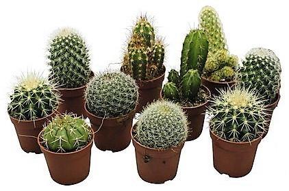 Cactus Mix - www.FOP.ae Buy online Best and Healthy Plants and quality products guarantee in Dubai Plants Shop in Dubai Abu Dhabi all over UAE Plants near me Fresh Plants in Dubai where to buy plants in UAE - FOP.ae