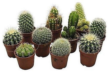 Cactus Mix - www.FOP.ae Buy online Best and Healthy Plants and quality products guarantee in Dubai Plants Shop in Dubai Abu Dhabi all over UAE Plants near me Fresh Plants in Dubai where to buy plants in UAE - FOP.ae