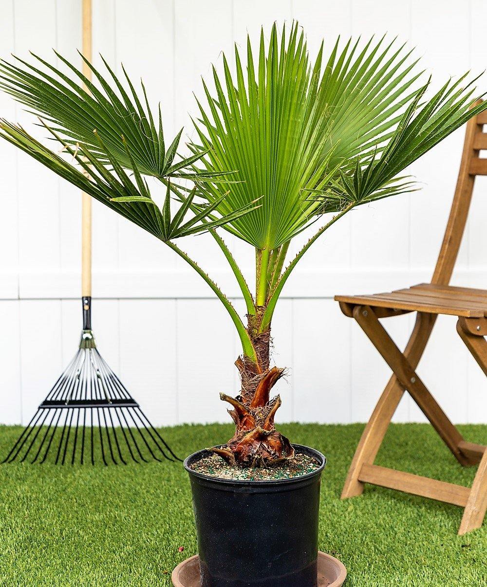 Mexican Fan Palm, Washingtonia Robusta - www.FOP.ae Buy online Best and Healthy Plants and quality products guarantee in Dubai Plants Shop in Dubai Abu Dhabi all over UAE Plants near me Fresh Plants in Dubai where to buy plants in UAE - FOP.ae