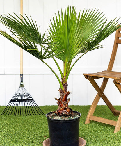 Mexican Fan Palm, Washingtonia Robusta - www.FOP.ae Buy online Best and Healthy Plants and quality products guarantee in Dubai Plants Shop in Dubai Abu Dhabi all over UAE Plants near me Fresh Plants in Dubai where to buy plants in UAE - FOP.ae