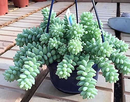 Sedum burrito , Burrows Tail Plant - www.FOP.ae Buy online Best and Healthy Plants and quality products guarantee in Dubai Plants Shop in Dubai Abu Dhabi all over UAE Plants near me Fresh Plants in Dubai where to buy plants in UAE - FOP.ae
