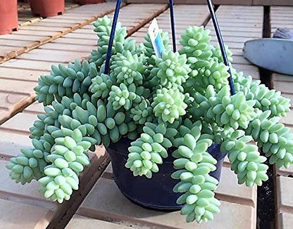 Sedum burrito , Burrows Tail Plant - www.FOP.ae Buy online Best and Healthy Plants and quality products guarantee in Dubai Plants Shop in Dubai Abu Dhabi all over UAE Plants near me Fresh Plants in Dubai where to buy plants in UAE - FOP.ae