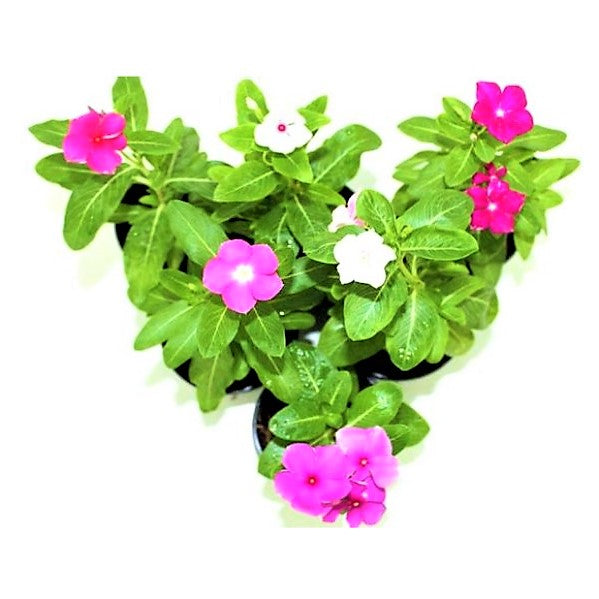 Vinca Flowers (small) - www.FOP.ae Buy online Best and Healthy Plants and quality products guarantee in Dubai Plants Shop in Dubai Abu Dhabi all over UAE Plants near me Fresh Plants in Dubai where to buy plants in UAE - FOP.ae