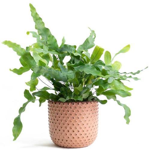 Blue Star Fern, Phlebodium Blue Star - www.FOP.ae Buy online Best and Healthy Plants and quality products guarantee in Dubai Plants Shop in Dubai Abu Dhabi all over UAE Plants near me Fresh Plants in Dubai where to buy plants in UAE - FOP.ae