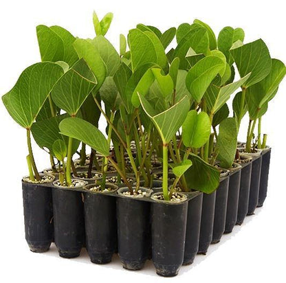 Ipomoea Pes-Caprae, Railroad Vine or Railway Creeper - www.FOP.ae Buy online Best and Healthy Plants and quality products guarantee in Dubai Plants Shop in Dubai Abu Dhabi all over UAE Plants near me Fresh Plants in Dubai where to buy plants in UAE - FOP.ae