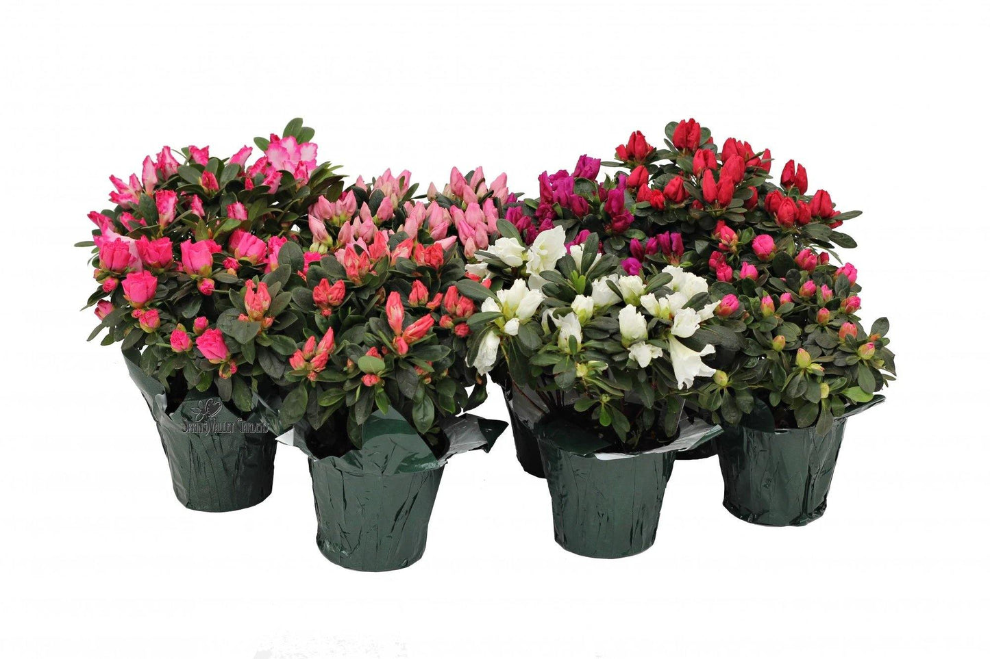 Azaleas, Rhododendron Simsii - www.FOP.ae Buy online Best and Healthy Plants and quality products guarantee in Dubai Plants Shop in Dubai Abu Dhabi all over UAE Plants near me Fresh Plants in Dubai where to buy plants in UAE - FOP.ae