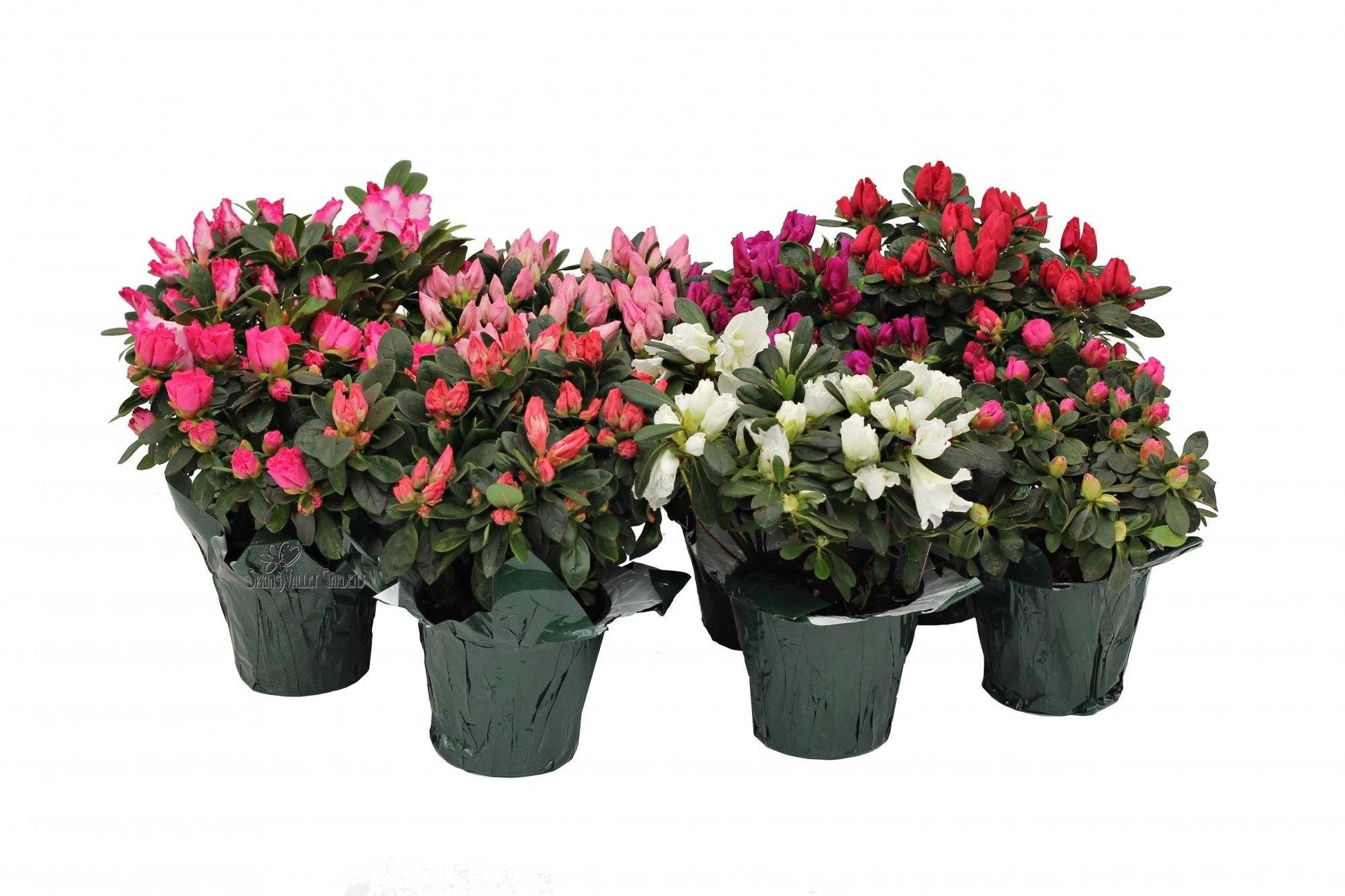 Azaleas, Rhododendron Simsii - www.FOP.ae Buy online Best and Healthy Plants and quality products guarantee in Dubai Plants Shop in Dubai Abu Dhabi all over UAE Plants near me Fresh Plants in Dubai where to buy plants in UAE - FOP.ae