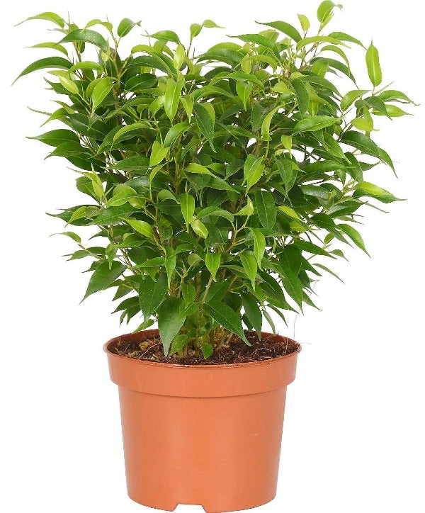 Ficus Benjamina, Kinky - www.FOP.ae Buy online Best and Healthy Plants and quality products guarantee in Dubai Plants Shop in Dubai Abu Dhabi all over UAE Plants near me Fresh Plants in Dubai where to buy plants in UAE - FOP.ae