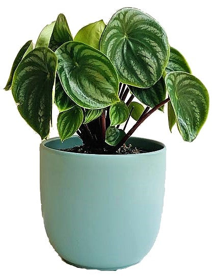 Watermelon Peperomia, Peperomia Argyreia - www.FOP.ae Buy online Best and Healthy Plants and quality products guarantee in Dubai Plants Shop in Dubai Abu Dhabi all over UAE Plants near me Fresh Plants in Dubai where to buy plants in UAE - FOP.ae