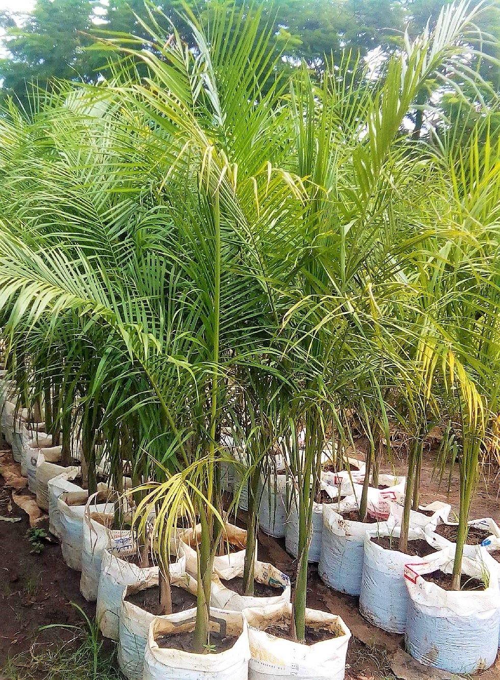 Royal Palm, Roystonia Regia - www.FOP.ae Buy online Best and Healthy Plants and quality products guarantee in Dubai Plants Shop in Dubai Abu Dhabi all over UAE Plants near me Fresh Plants in Dubai where to buy plants in UAE - FOP.ae