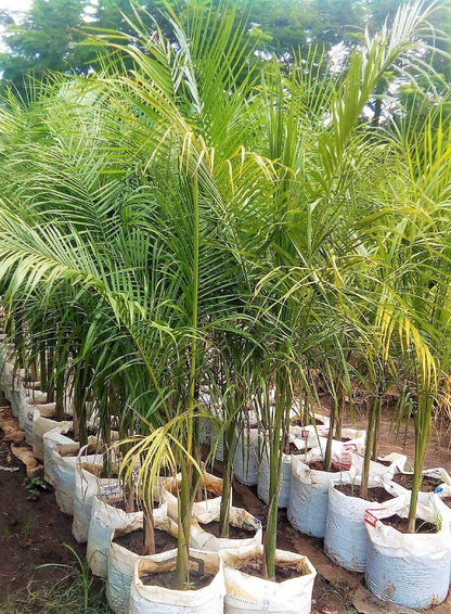Royal Palm, Roystonia Regia - www.FOP.ae Buy online Best and Healthy Plants and quality products guarantee in Dubai Plants Shop in Dubai Abu Dhabi all over UAE Plants near me Fresh Plants in Dubai where to buy plants in UAE - FOP.ae