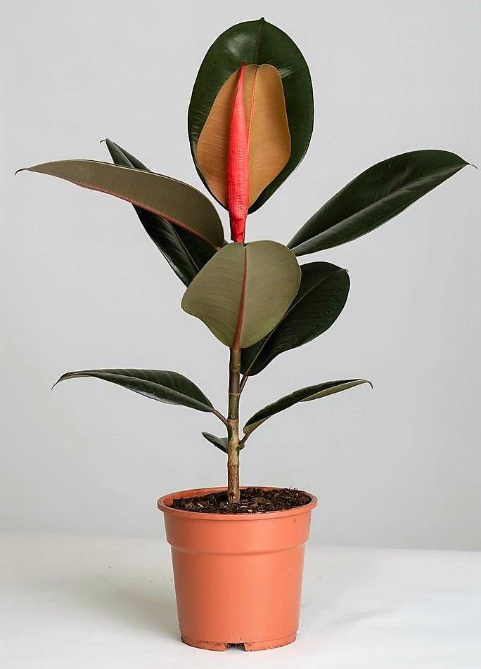Ficus elastic Abidjan, Rubber Plant - www.FOP.ae Buy online Best and Healthy Plants and quality products guarantee in Dubai Plants Shop in Dubai Abu Dhabi all over UAE Plants near me Fresh Plants in Dubai where to buy plants in UAE - FOP.ae
