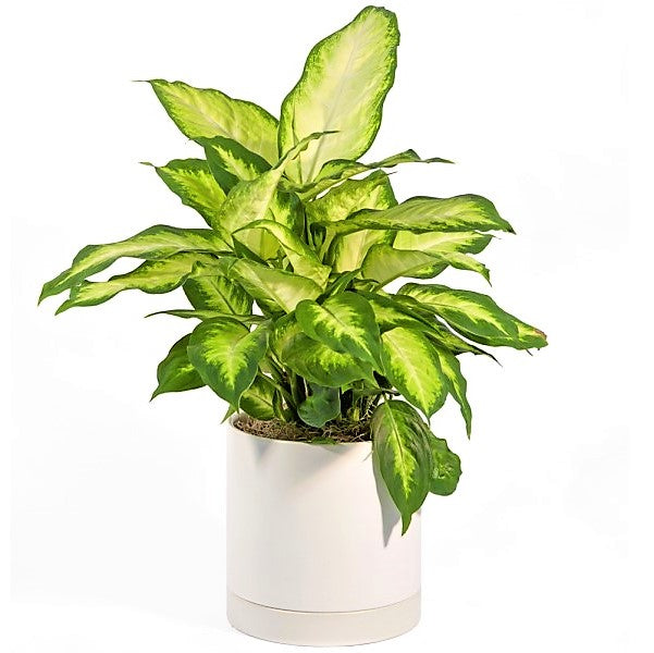 Dieffenbachia, Camilla ,Camellia ,Dumb Cane Plant - www.FOP.ae Buy online Best and Healthy Plants and quality products guarantee in Dubai Plants Shop in Dubai Abu Dhabi all over UAE Plants near me Fresh Plants in Dubai where to buy plants in UAE - FOP.ae