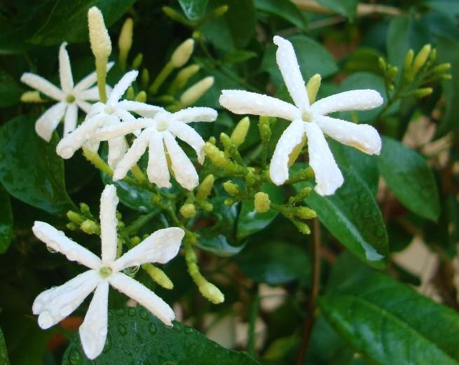 Jasminum Grandiflora, Grandiflorum, Jasmine Climber - www.FOP.ae Buy online Best and Healthy Plants and quality products guarantee in Dubai Plants Shop in Dubai Abu Dhabi all over UAE Plants near me Fresh Plants in Dubai where to buy plants in UAE - FOP.ae