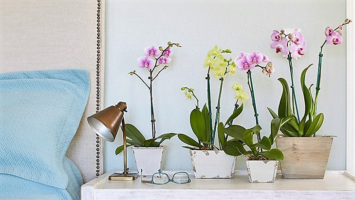 Moth Orchids, Phalaenopsis orchids - www.FOP.ae Buy online Best and Healthy Plants and quality products guarantee in Dubai Plants Shop in Dubai Abu Dhabi all over UAE Plants near me Fresh Plants in Dubai where to buy plants in UAE - FOP.ae