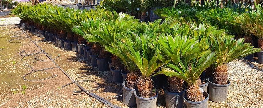 Cycas Revoluta, Sago Palm , Palm Fern, indoor - www.FOP.ae Buy online Best and Healthy Plants and quality products guarantee in Dubai Plants Shop in Dubai Abu Dhabi all over UAE Plants near me Fresh Plants in Dubai where to buy plants in UAE - FOP.ae