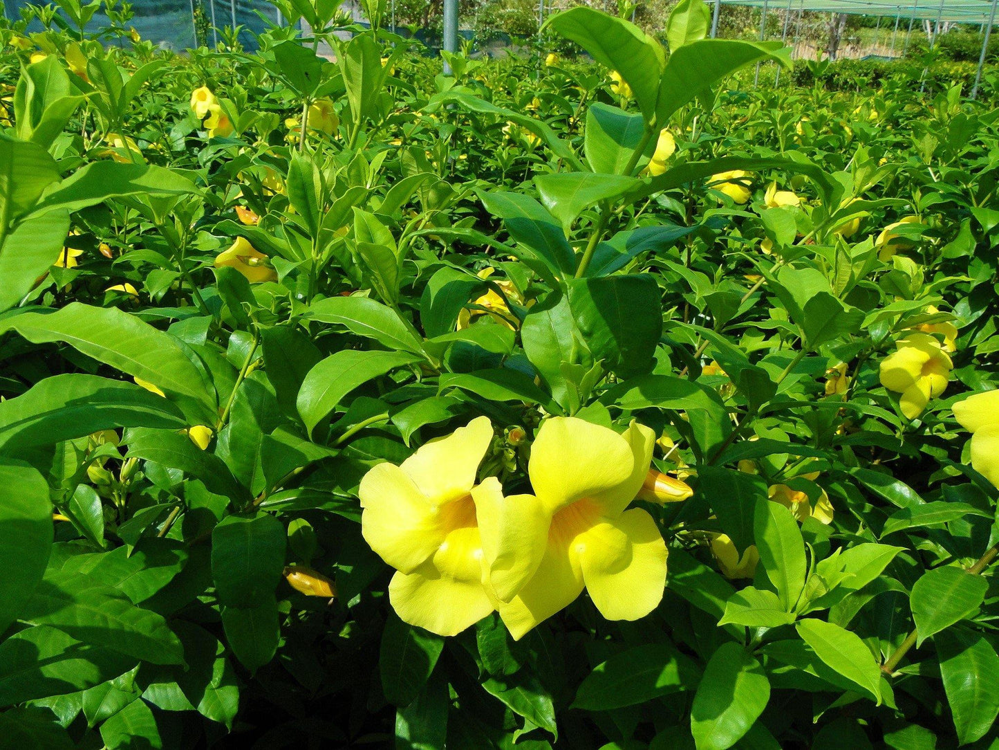 Allamanda Cathartica, Golden Trumpet - www.FOP.ae Buy online Best and Healthy Plants and quality products guarantee in Dubai Plants Shop in Dubai Abu Dhabi all over UAE Plants near me Fresh Plants in Dubai where to buy plants in UAE - FOP.ae