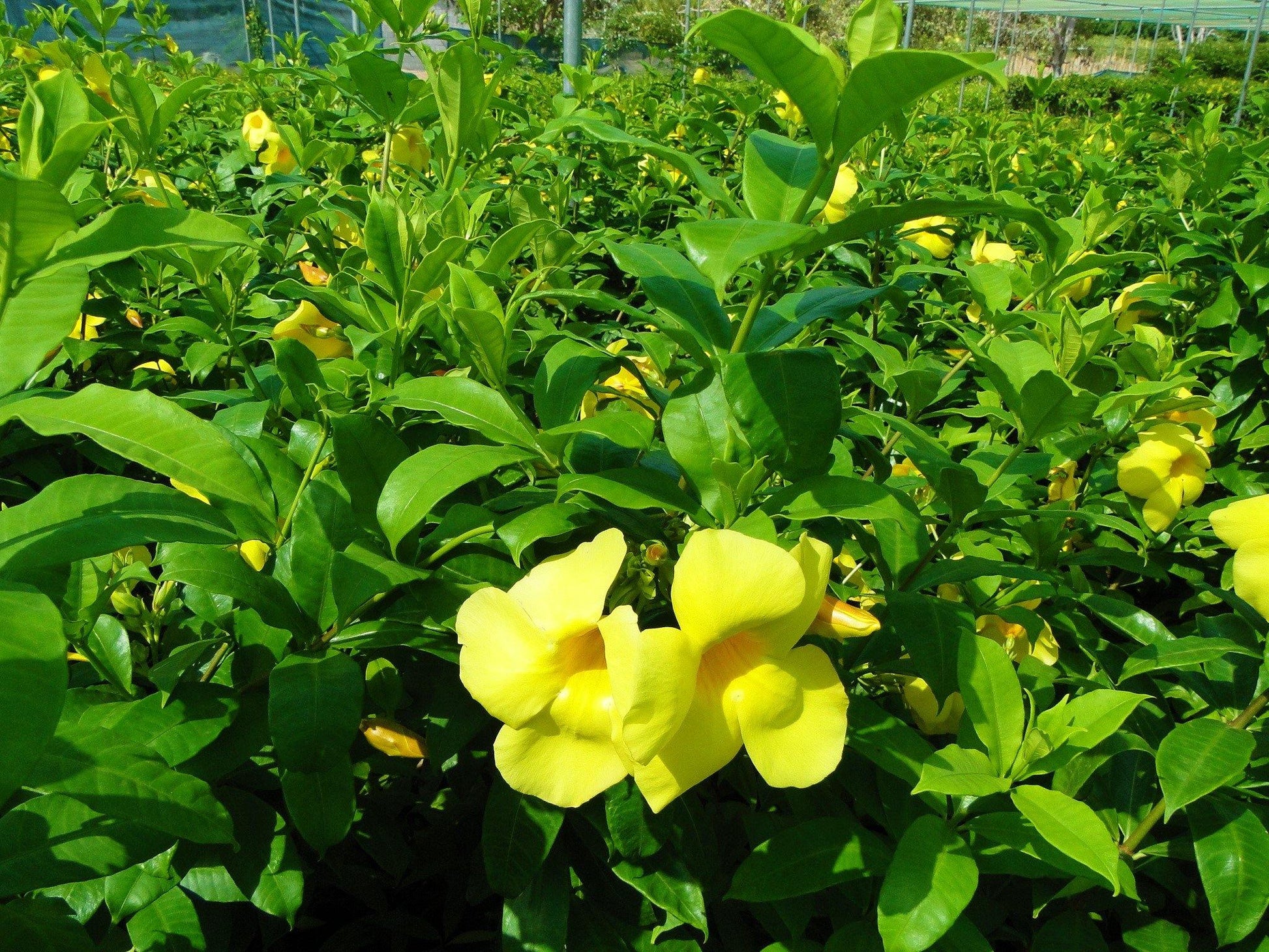 Allamanda Cathartica, Golden Trumpet - www.FOP.ae Buy online Best and Healthy Plants and quality products guarantee in Dubai Plants Shop in Dubai Abu Dhabi all over UAE Plants near me Fresh Plants in Dubai where to buy plants in UAE - FOP.ae