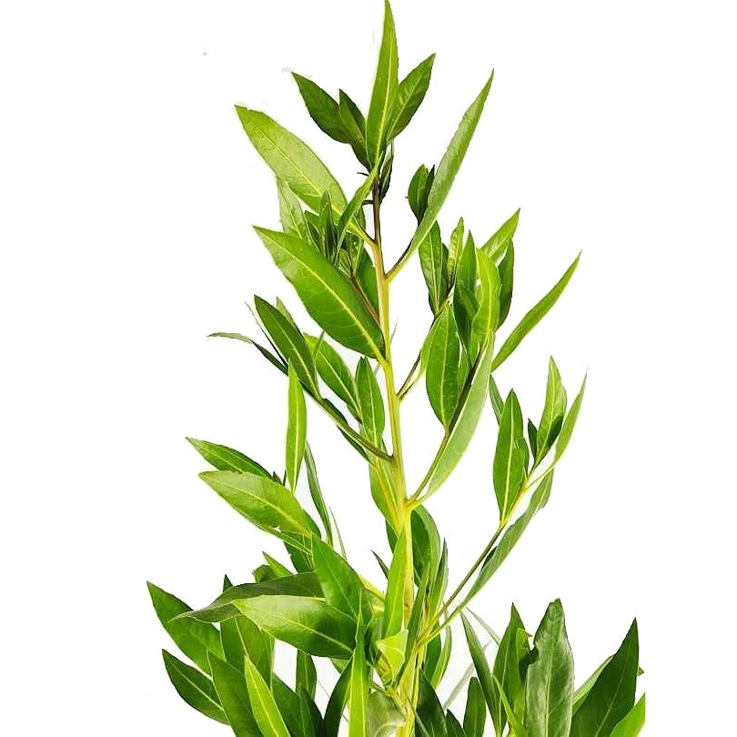 Damas tree, Conocarpus erectus Dubai UAE best plant shop – FOP