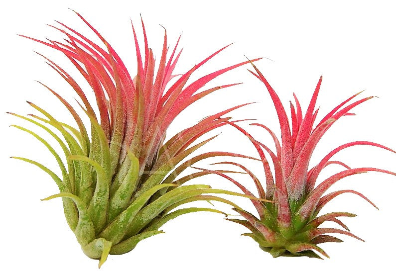 Tillandsia Lonantha Red Clumb - www.FOP.ae Buy online Best and Healthy Plants and quality products guarantee in Dubai Plants Shop in Dubai Abu Dhabi all over UAE Plants near me Fresh Plants in Dubai where to buy plants in UAE - FOP.ae