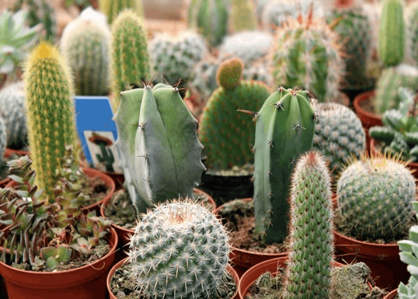 Ornamental Cactus - www.FOP.ae Buy online Best and Healthy Plants and quality products guarantee in Dubai Plants Shop in Dubai Abu Dhabi all over UAE Plants near me Fresh Plants in Dubai where to buy plants in UAE - FOP.ae